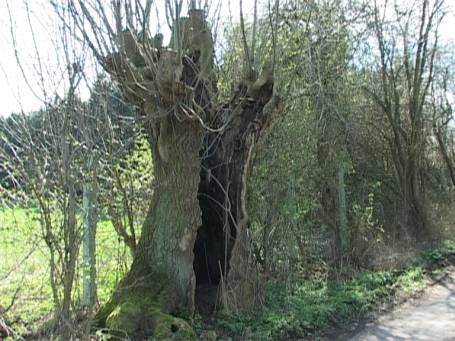 Am Niederrhein : Eine stark ausgehöhlte Kopfweide